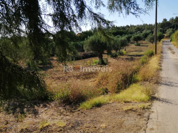 Terreno Agricola ou Rústico para Venda em Torres Novas (Santa Maria, Salvador e Santiago) Foto 8
