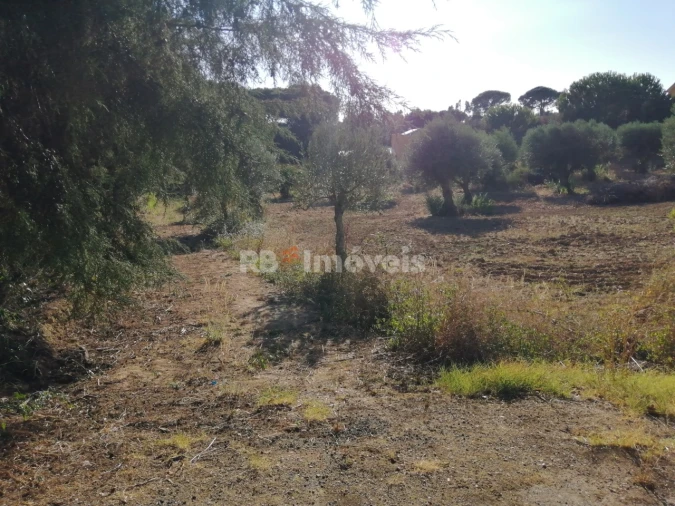 Terreno Agricola ou Rústico para Venda em Torres Novas (Santa Maria, Salvador e Santiago) Foto 10