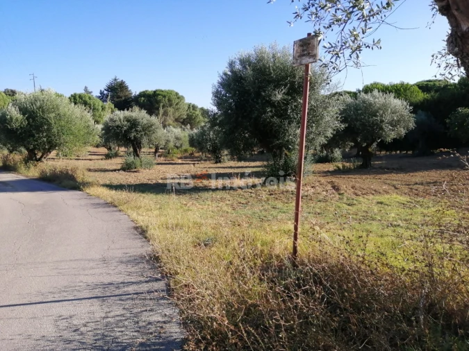 Terreno Agricola ou Rústico para Venda em Torres Novas (Santa Maria, Salvador e Santiago) Foto 7