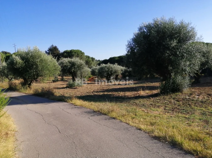 Terreno Agricola ou Rústico para Venda em Torres Novas (Santa Maria, Salvador e Santiago) Foto 6