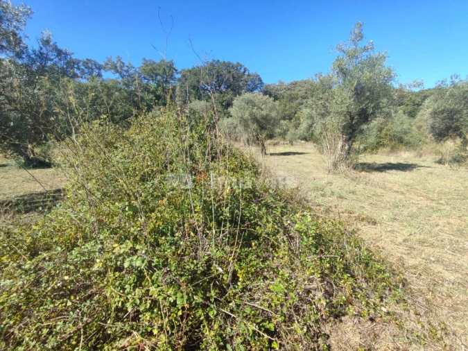 Terreno para Venda em Além da Ribeira e Pedreira Foto 7