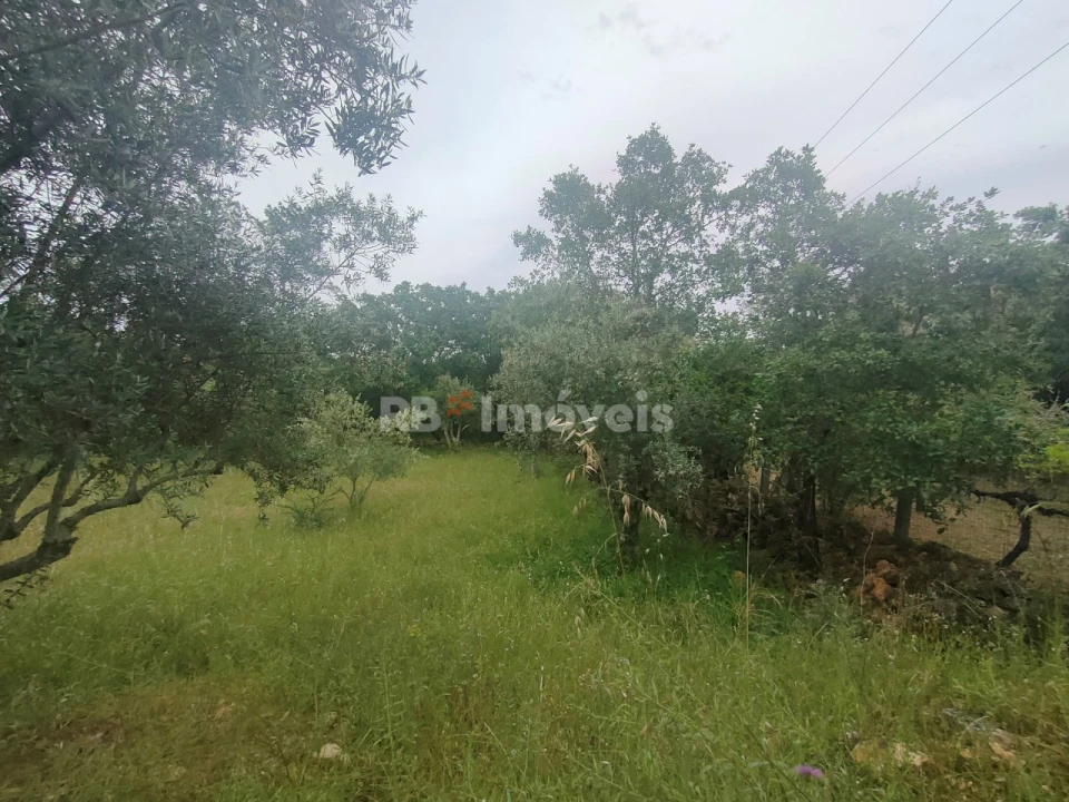 Terreno Agricola ou Rústico para Venda em Além da Ribeira e Pedreira Foto 7
