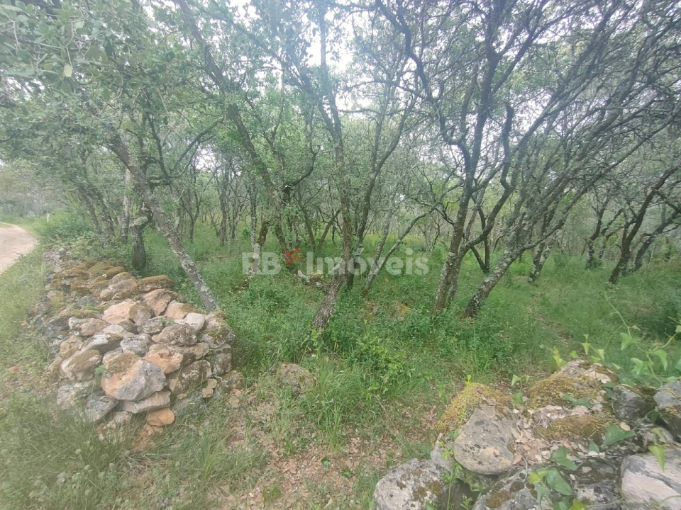 Terreno Agricola ou Rústico para Venda em Além da Ribeira e Pedreira Foto 9