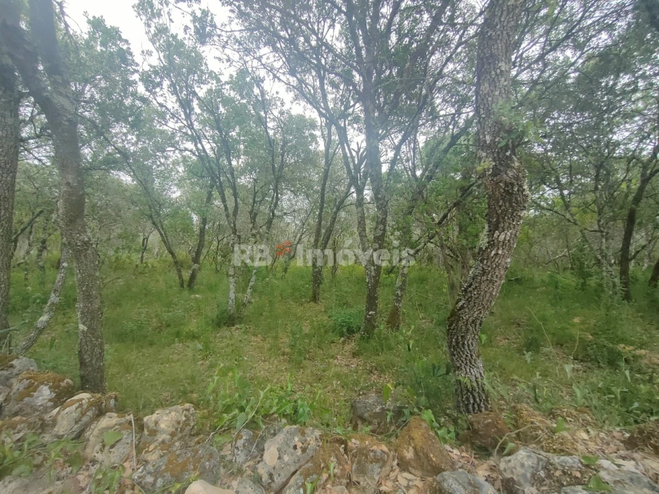 Terreno Agricola ou Rústico para Venda em Além da Ribeira e Pedreira Foto 8