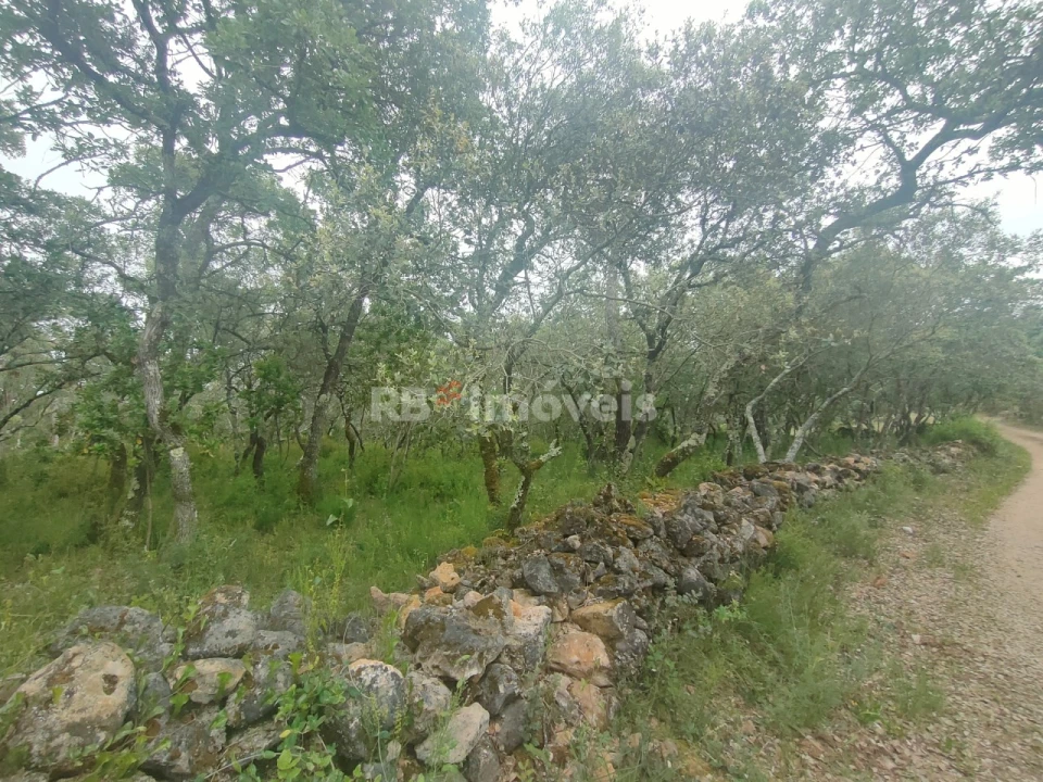 Terreno Agricola ou Rústico para Venda em Além da Ribeira e Pedreira Foto 1