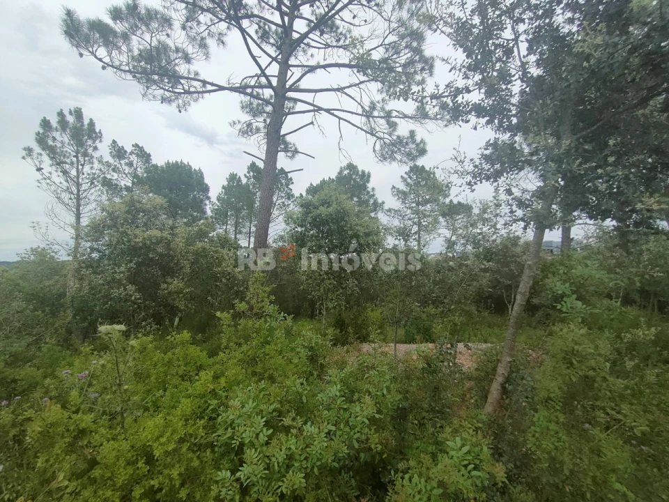 Terreno Agricola ou Rústico para Venda em Além da Ribeira e Pedreira Foto 4