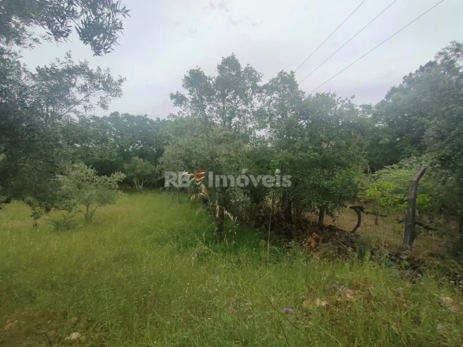 Terreno Agricola ou Rústico para Venda em Além da Ribeira e Pedreira Foto 5