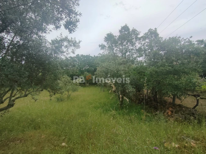 Terreno Agricola ou Rústico para Venda em Além da Ribeira e Pedreira Foto 7