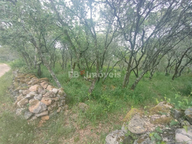 Terreno Agricola ou Rústico para Venda em Além da Ribeira e Pedreira Foto 9