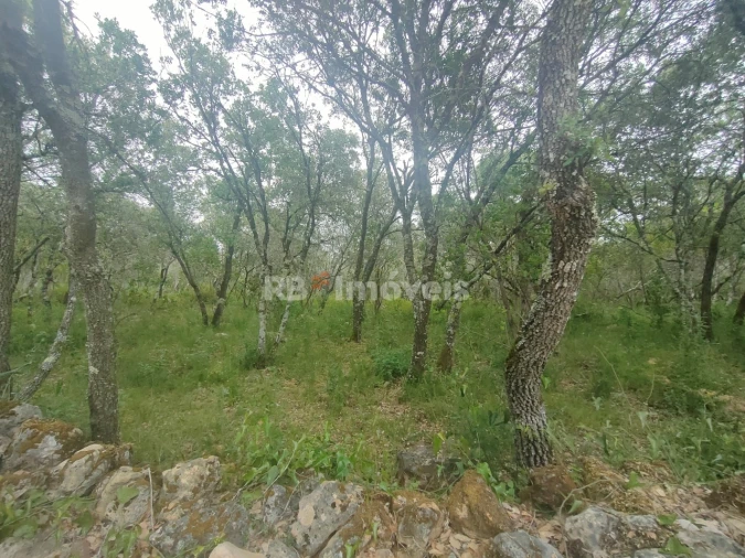 Terreno Agricola ou Rústico para Venda em Além da Ribeira e Pedreira Foto 8
