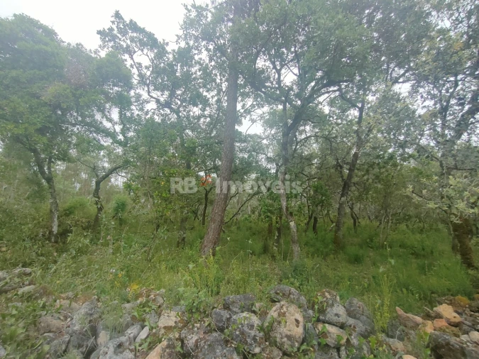 Terreno Agricola ou Rústico para Venda em Além da Ribeira e Pedreira Foto 3