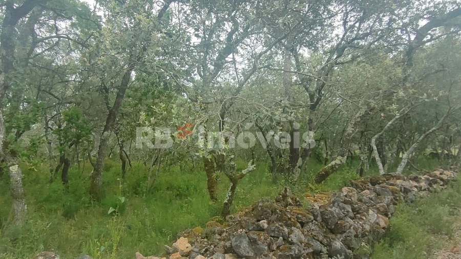 Terreno Agricola ou Rústico para Venda em Além da Ribeira e Pedreira