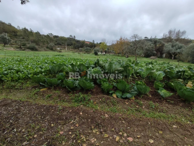 Terreno para Venda em Além da Ribeira e Pedreira Foto 6