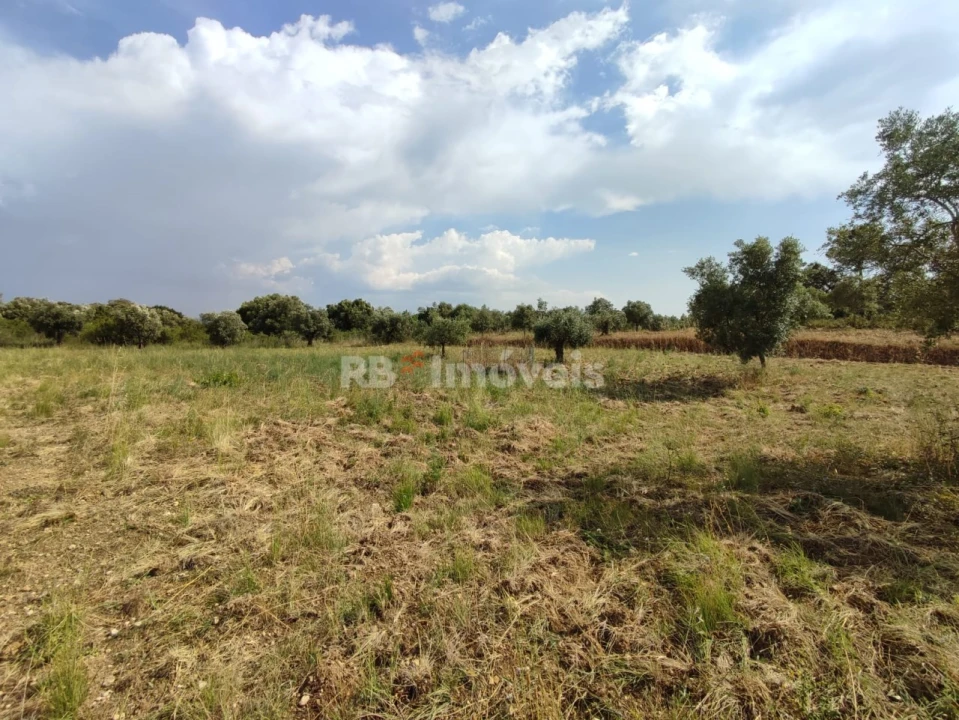 Terreno Agricola ou Rústico para Venda em Olaia e Paço Foto 6