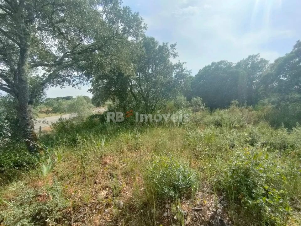 Terreno Agricola ou Rústico para Venda em Olaia e Paço Foto 8