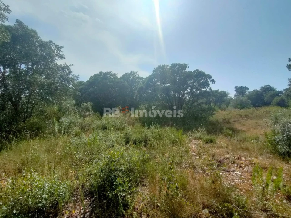Terreno Agricola ou Rústico para Venda em Olaia e Paço Foto 9