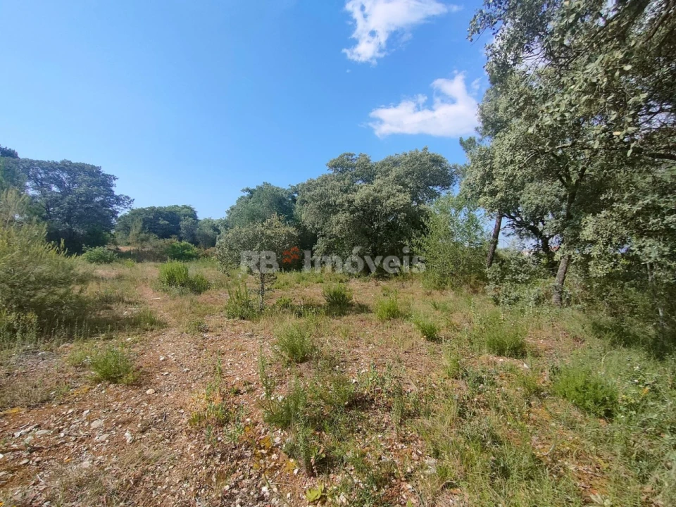 Terreno Agricola ou Rústico para Venda em Olaia e Paço Foto 10