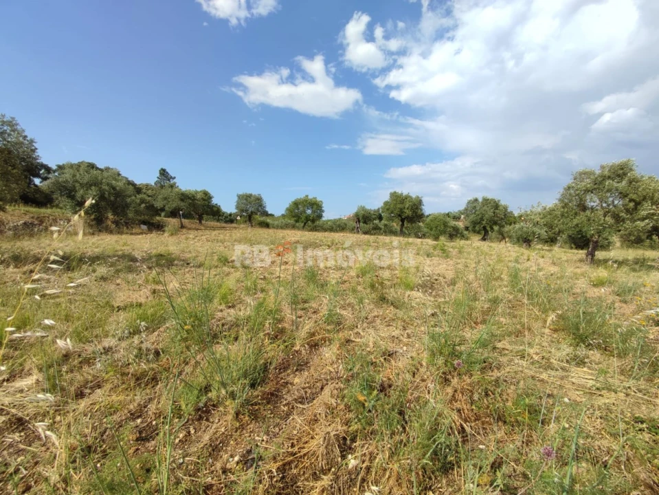Terreno Agricola ou Rústico para Venda em Olaia e Paço Foto 13