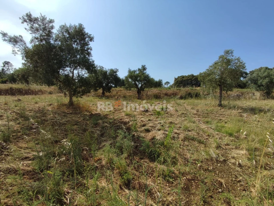 Terreno Agricola ou Rústico para Venda em Olaia e Paço Foto 14