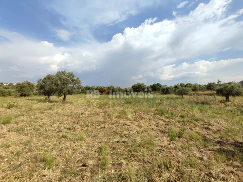 Terreno Agricola ou Rústico para Venda em Olaia e Paço Foto 16