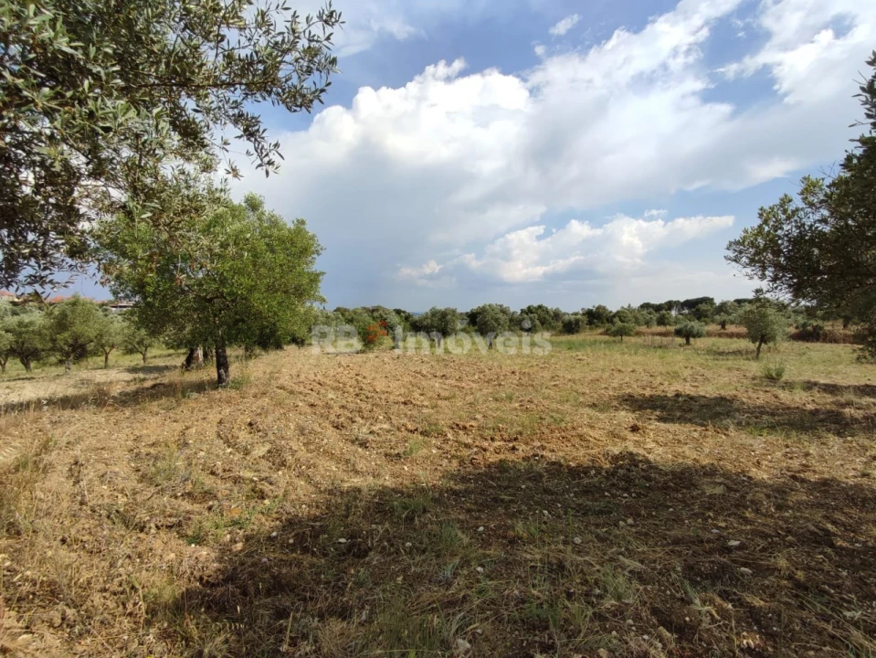 Terreno Agricola ou Rústico para Venda em Olaia e Paço Foto 18