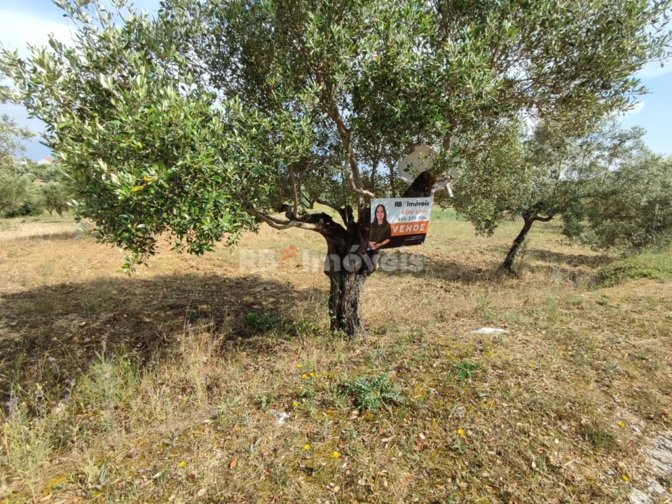 Terreno Agricola ou Rústico para Venda em Olaia e Paço Foto 22