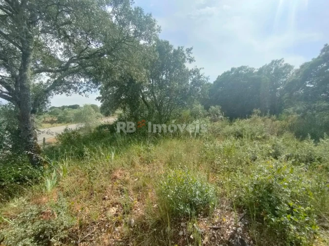 Terreno Agricola ou Rústico para Venda em Olaia e Paço Foto 8