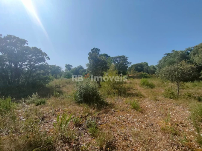 Terreno Agricola ou Rústico para Venda em Olaia e Paço Foto 7