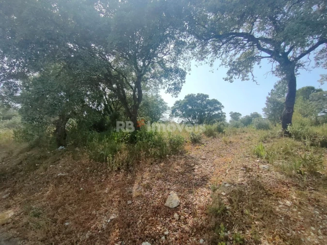 Terreno Agricola ou Rústico para Venda em Olaia e Paço Foto 11