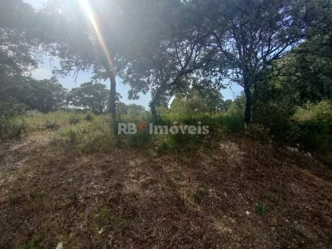 Terreno Agricola ou Rústico para Venda em Olaia e Paço Foto 5