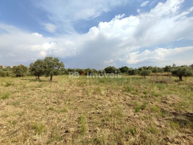 Terreno Agricola ou Rústico para Venda em Olaia e Paço Foto 16