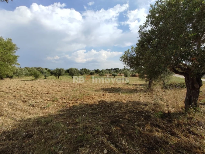 Terreno Agricola ou Rústico para Venda em Olaia e Paço Foto 19