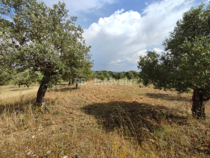 Terreno Agricola ou Rústico para Venda em Olaia e Paço Foto 21