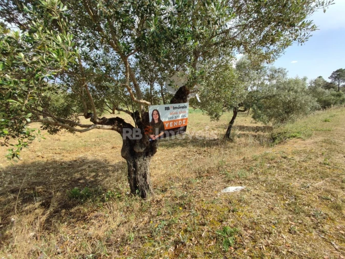 Terreno Agricola ou Rústico para Venda em Olaia e Paço Foto 23