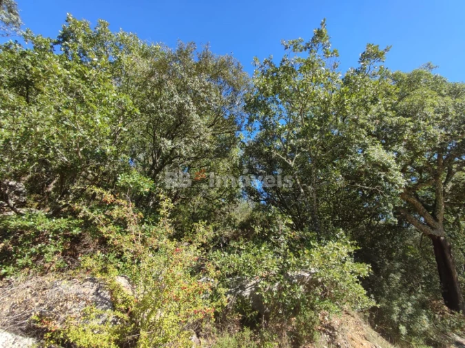 Terreno para Venda em Chãos Foto 18