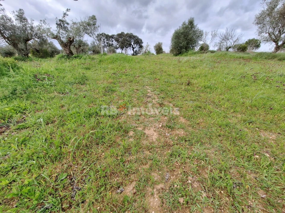Terreno Agricola ou Rústico para Venda em Paialvo Foto 6