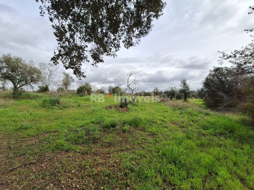 Terreno Agricola ou Rústico para Venda em Paialvo Foto 4