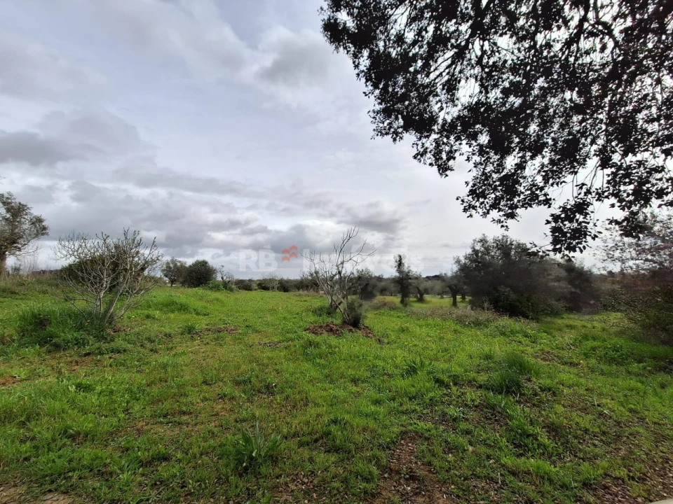 Terreno Agricola ou Rústico para Venda em Paialvo Foto 3