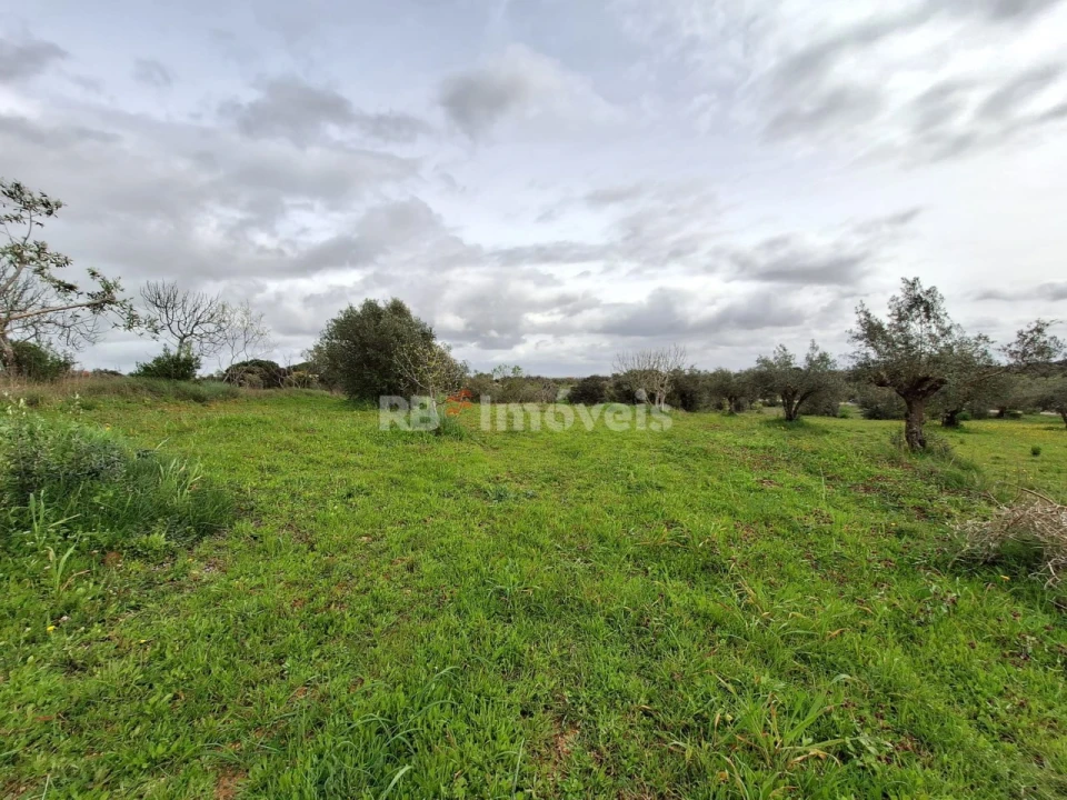 Terreno Agricola ou Rústico para Venda em Paialvo Foto 9