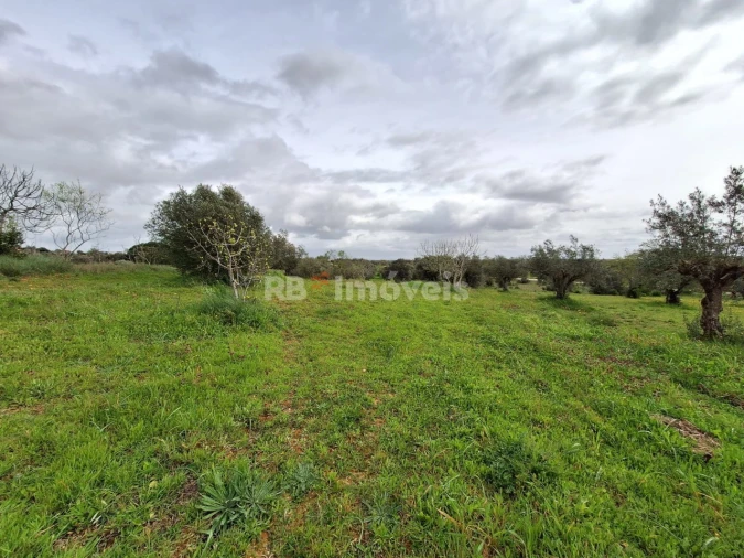 Terreno Agricola ou Rústico para Venda em Paialvo Foto 5