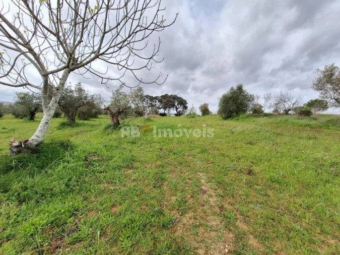 Terreno Agricola ou Rústico para Venda em Paialvo Foto 2