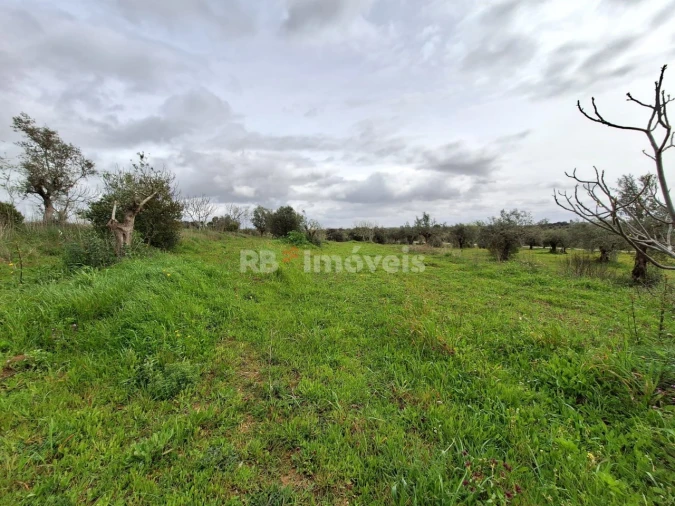 Terreno Agricola ou Rústico para Venda em Paialvo Foto 8