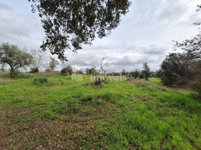Terreno Agricola ou Rústico para Venda em Paialvo Foto 4