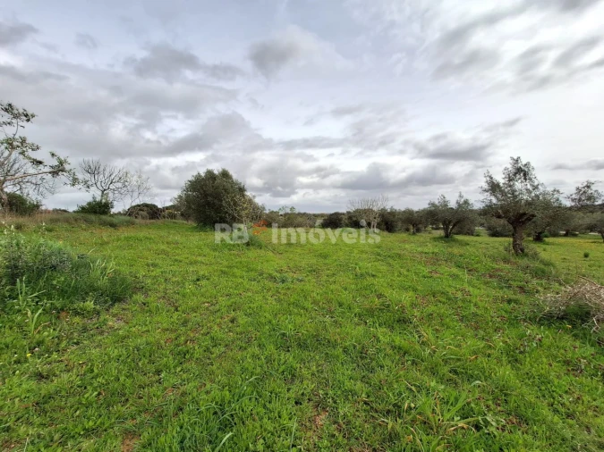 Terreno Agricola ou Rústico para Venda em Paialvo Foto 9