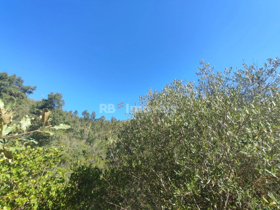 Terreno para Venda em Além da Ribeira e Pedreira Foto 3