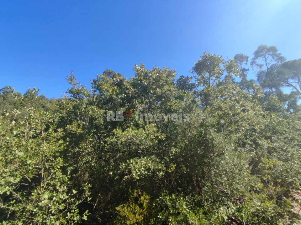 Terreno para Venda em Além da Ribeira e Pedreira Foto 4