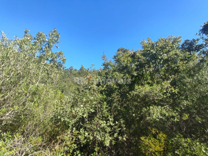 Terreno para Venda em Além da Ribeira e Pedreira Foto 6