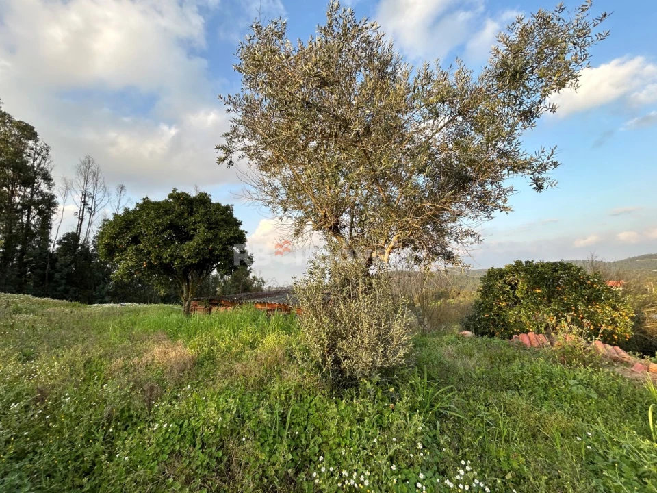 Quinta T3 para Venda em Asseiceira Foto 6
