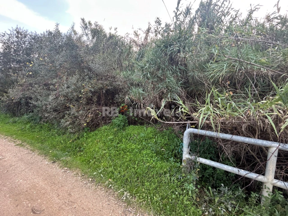 Terreno Agricola ou Rústico para Venda em São Pedro de Tomar Foto 32