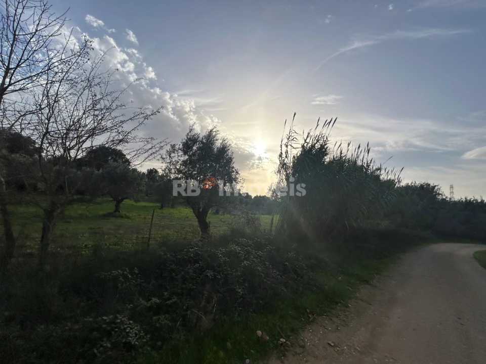 Terreno Agricola ou Rústico para Venda em São Pedro de Tomar Foto 8
